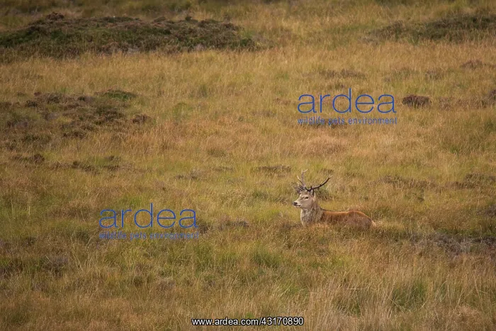 : Scottish deer (Cervus elaphus scoticus) in the moor : Scottish deer (Cervus elaphus scoticus) in the moor