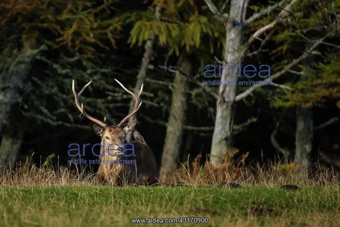 : Scottish deer (Cervus elaphus scoticus) near the : Scottish deer (Cervus elaphus scoticus) near the