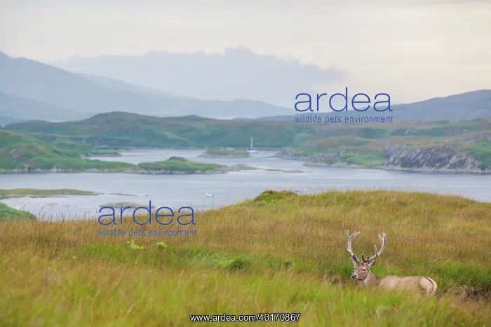 : Scottish deer (Cervus elaphus scoticus) at rest : Scottish deer (Cervus elaphus scoticus) at rest