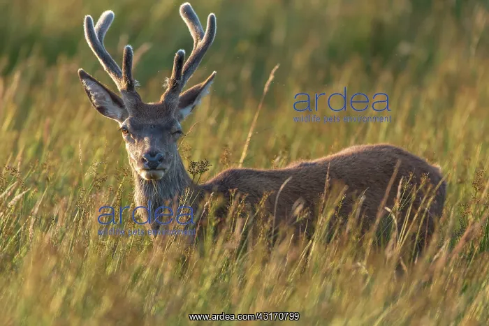 : Scottish deer (Cervus elaphus scoticus) in tall : Scottish deer (Cervus elaphus scoticus) in tall