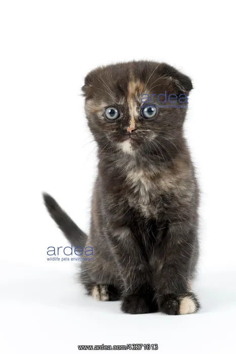 : Scottish Fold, Scottish Fold (Felis silvestris catus) : Scottish Fold, Scottish Fold (Felis silvestris catus)
