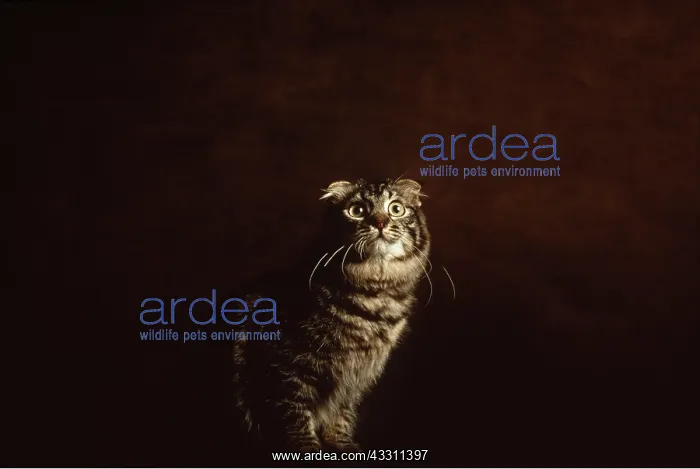 : SCOTTISH FOLD TABBY CAT : SCOTTISH FOLD TABBY CAT