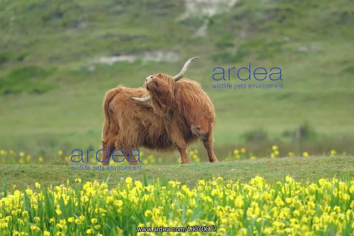 : Zebu. Scottish Highland (Bos taurus) cow scratching her back in dune landscape : Zebu. Scottish Highland (Bos taurus) cow scratching her back in dune landscape