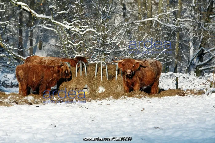 : Scottish Highland Cattle - 3 beasts feeding at : Scottish Highland Cattle - 3 beasts feeding at