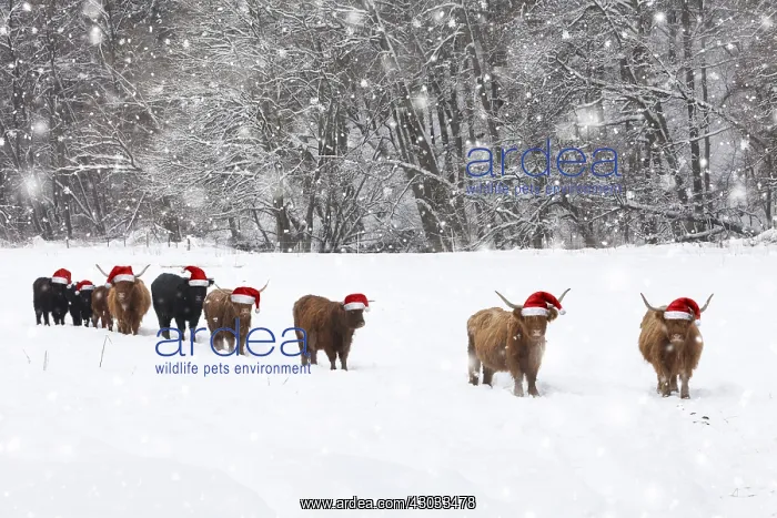 : Scottish Highland Cattle and Angus Cattle - herd : Scottish Highland Cattle and Angus Cattle - herd