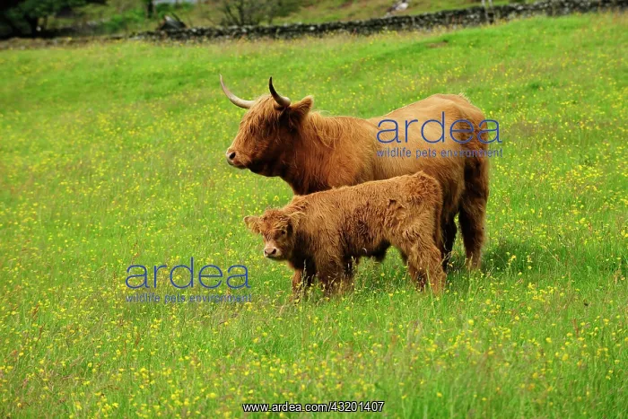 : Scottish Highland Cattle (Bos primigenius taurus) : Scottish Highland Cattle (Bos primigenius taurus)