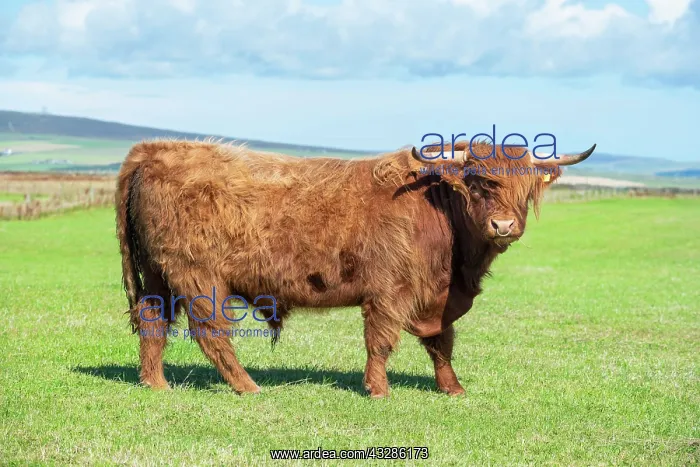 : Scottish Highland Cattle (Bos taurus), bull on a : Scottish Highland Cattle (Bos taurus), bull on a