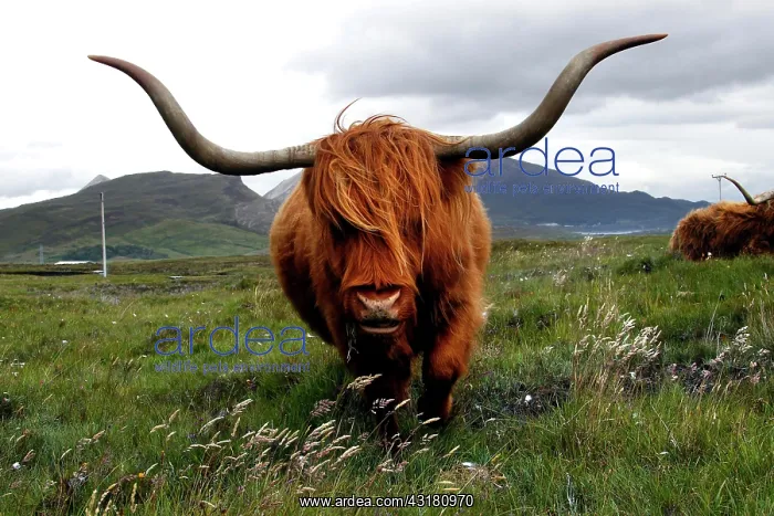 : Scottish Highland Cattle (Bos taurus), Highland : Scottish Highland Cattle (Bos taurus), Highland