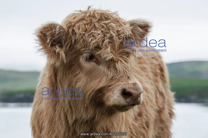 : Scottish Highland Cattle, calf, Dunvegan, Isle of : Scottish Highland Cattle, calf, Dunvegan, Isle of
