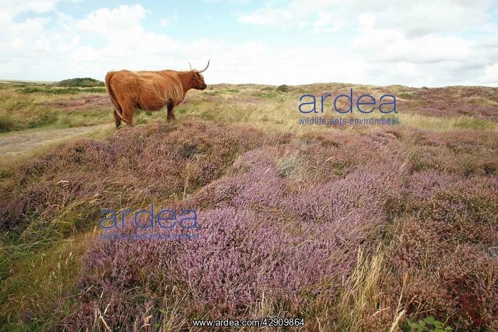  : Scottish Highland Cattle - cow standing in sand dune