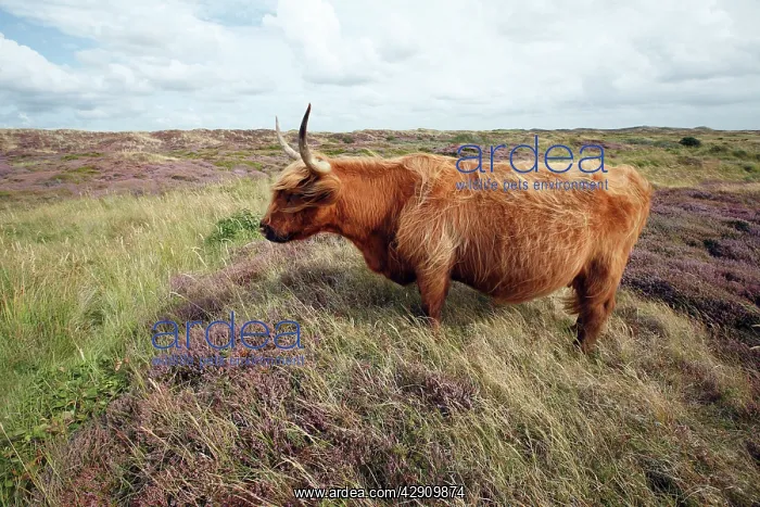 : Scottish Highland Cattle - cow standing in sand dune : Scottish Highland Cattle - cow standing in sand dune