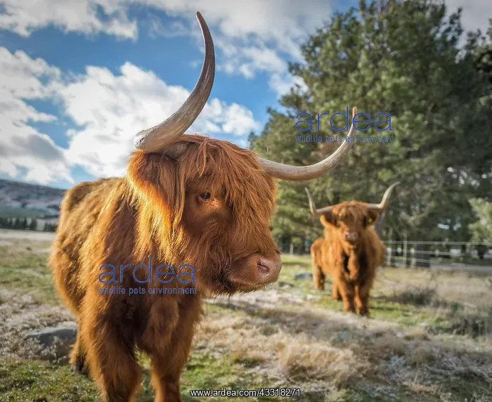 : Scottish Highland Cattle, Kyloe, grazing, Ashburton : Scottish Highland Cattle, Kyloe, grazing, Ashburton