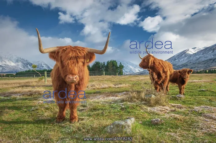 : Scottish Highland Cattle, Kyloe, grazing, Ashburton : Scottish Highland Cattle, Kyloe, grazing, Ashburton