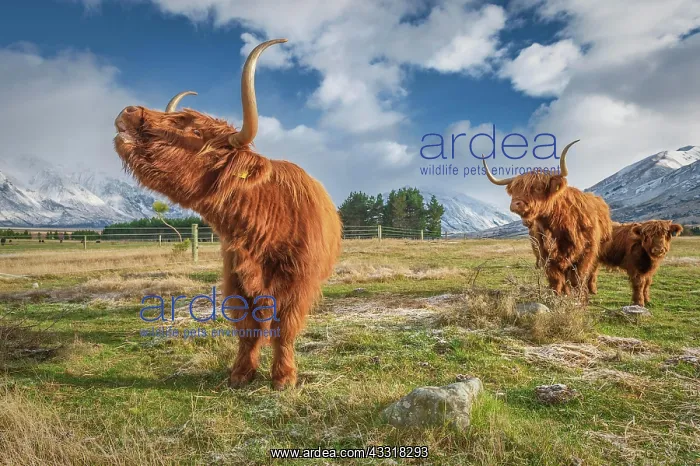 : Scottish Highland Cattle, Kyloe, grazing, Ashburton : Scottish Highland Cattle, Kyloe, grazing, Ashburton