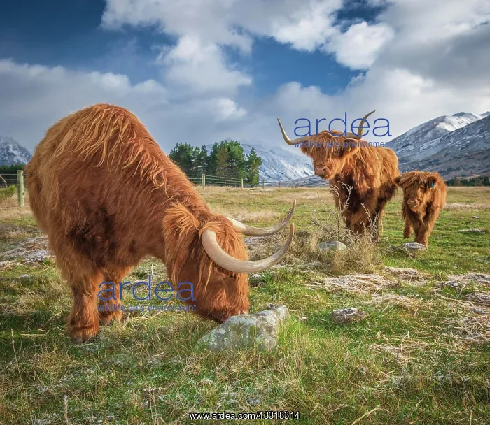 : Scottish Highland Cattle, Kyloe, grazing, Ashburton : Scottish Highland Cattle, Kyloe, grazing, Ashburton