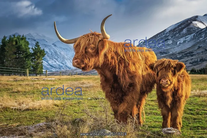 : Scottish Highland Cattle, Kyloe, grazing, Ashburton : Scottish Highland Cattle, Kyloe, grazing, Ashburton