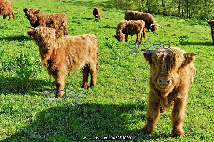 : Scottish Highland Cattle or Kyloe (Bos primigenius : Scottish Highland Cattle or Kyloe (Bos primigenius