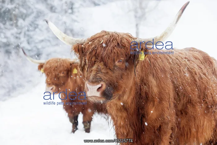 : Scottish Highland cattle in snow, Brandenberg, Tyrol : Scottish Highland cattle in snow, Brandenberg, Tyrol