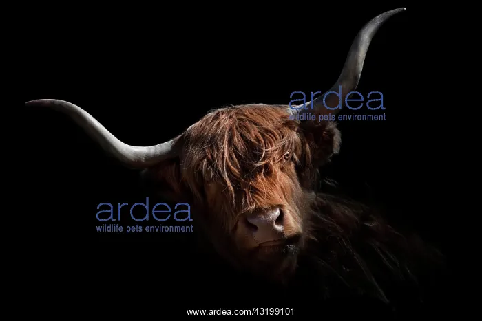 : Scottish Highland Cattle, Stubai Valley, Tyrol : Scottish Highland Cattle, Stubai Valley, Tyrol