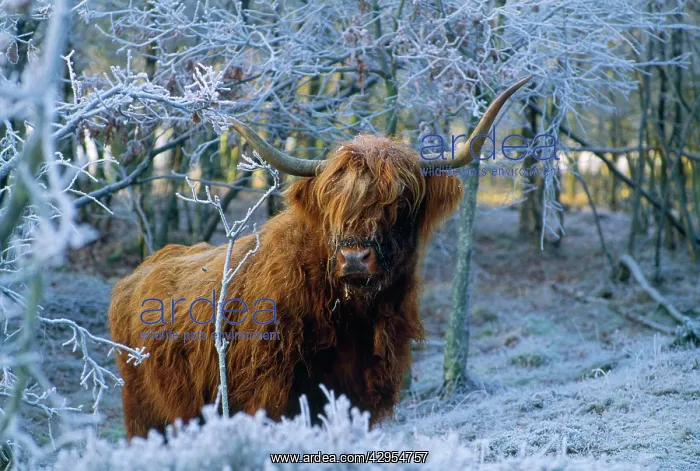  : Scottish Highland Cow - in frost