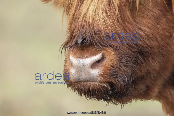 : Scottish Highland Cow snout, France : Scottish Highland Cow snout, France
