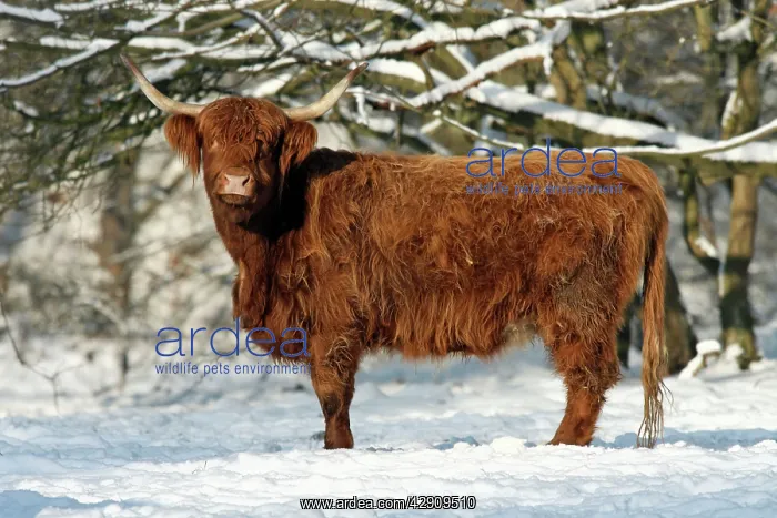 : Scottish Highland Cow - in snow : Scottish Highland Cow - in snow