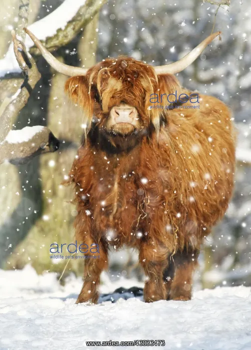 : Scottish Highland Cow - in snow, Lower Saxony, Germany : Scottish Highland Cow - in snow, Lower Saxony, Germany
