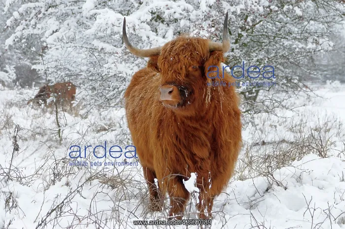 : Scottish Highland Cow - in the snowy foreland of : Scottish Highland Cow - in the snowy foreland of