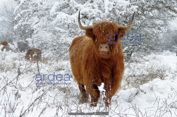 : Scottish Highland Cow - in the snowy foreland of : Scottish Highland Cow - in the snowy foreland of
