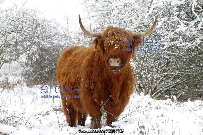 : Scottish highland cow in the snowy foreland of river IJssel : Scottish highland cow in the snowy foreland of river IJssel