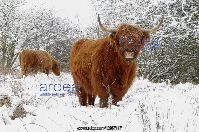 : Scottish highland cow in the snowy foreland of river IJssel : Scottish highland cow in the snowy foreland of river IJssel