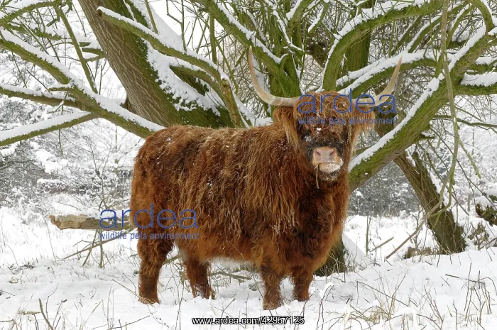 : Scottish highland cow in the snowy foreland of river IJssel : Scottish highland cow in the snowy foreland of river IJssel