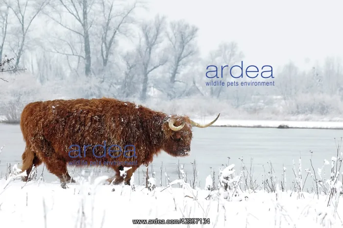 : Scottish highland cow in the snowy foreland of river IJssel : Scottish highland cow in the snowy foreland of river IJssel