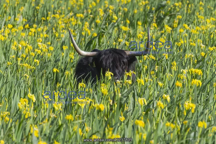: Scottish Highland Cow - standing in bed of flag : Scottish Highland Cow - standing in bed of flag