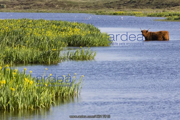 : Scottish Highland Cow - standing in lake to cool : Scottish Highland Cow - standing in lake to cool