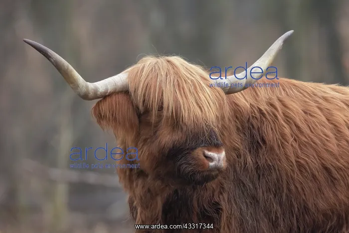: Scottish Highland Cow standing in a nature area, France : Scottish Highland Cow standing in a nature area, France