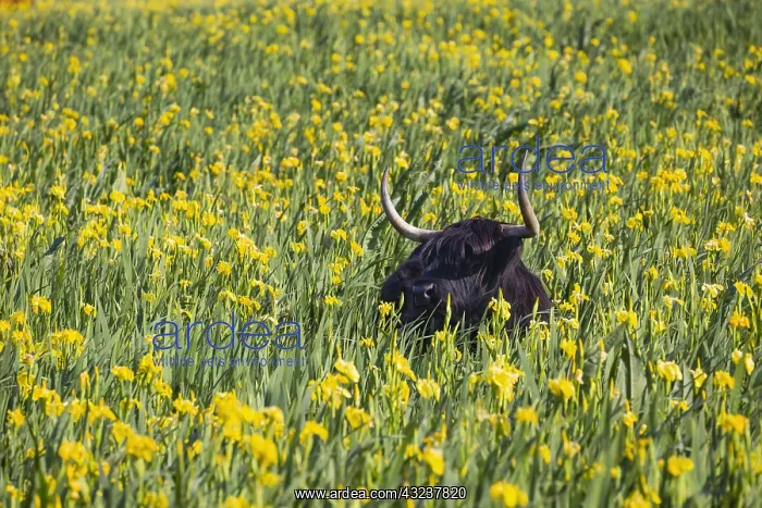 : Scottish Highland Cow - standing amongst yellow : Scottish Highland Cow - standing amongst yellow
