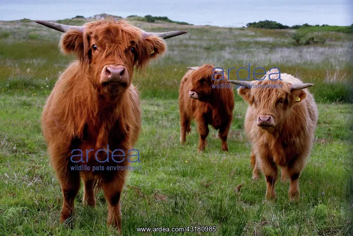  : Scottish Highland Domestic Cattles (Bos taurus)