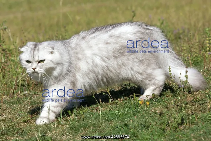  : Scottish  /  Highland Fold Cat