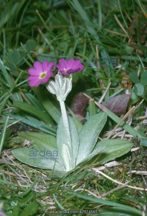 : SCOTTISH PRIMROSE : SCOTTISH PRIMROSE