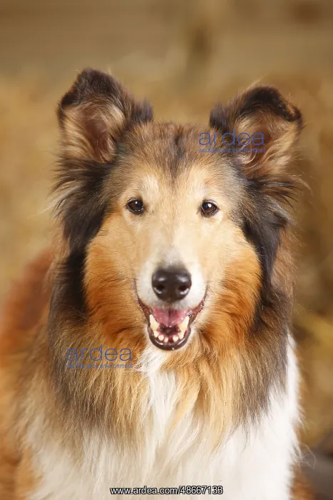 : Scottish Sheepdog, Bitch, 10 years old, Collie, Old Dog : Scottish Sheepdog, Bitch, 10 years old, Collie, Old Dog