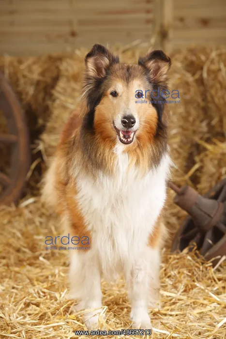 : Scottish Sheepdog, Bitch, 10 years old, Collie, Old Dog : Scottish Sheepdog, Bitch, 10 years old, Collie, Old Dog