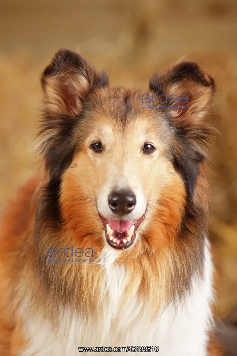 : Scottish shepherd, bitch, 14 years, old dog, animal : Scottish shepherd, bitch, 14 years, old dog, animal