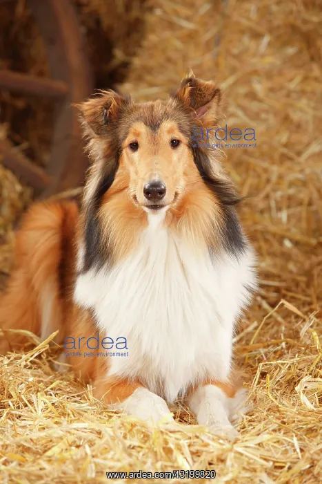  : Scottish shepherd dog, young bitch, 9 months, lying