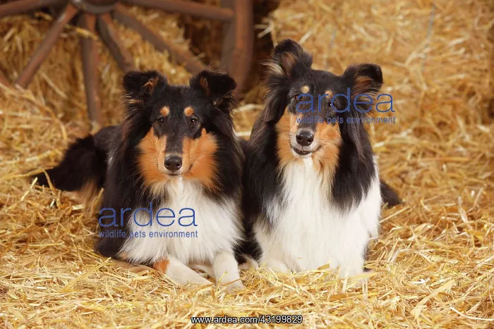 : Two Scottish shepherd dogs, bitches, lying in straw : Two Scottish shepherd dogs, bitches, lying in straw