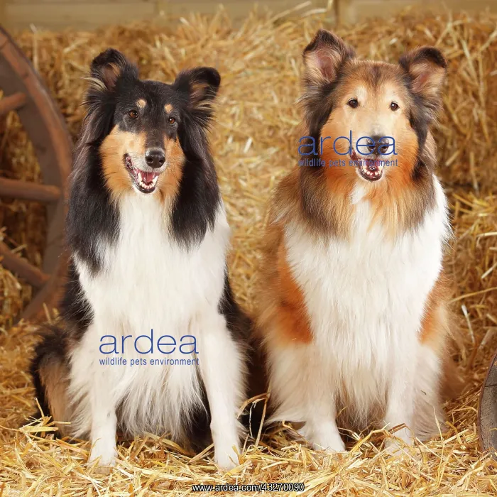 : Two Scottish shepherd dogs, bitches, lying in straw : Two Scottish shepherd dogs, bitches, lying in straw