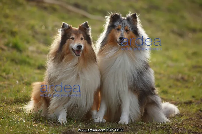 : Scottish shepherd dogs, males, blue-merle and sable-white : Scottish shepherd dogs, males, blue-merle and sable-white
