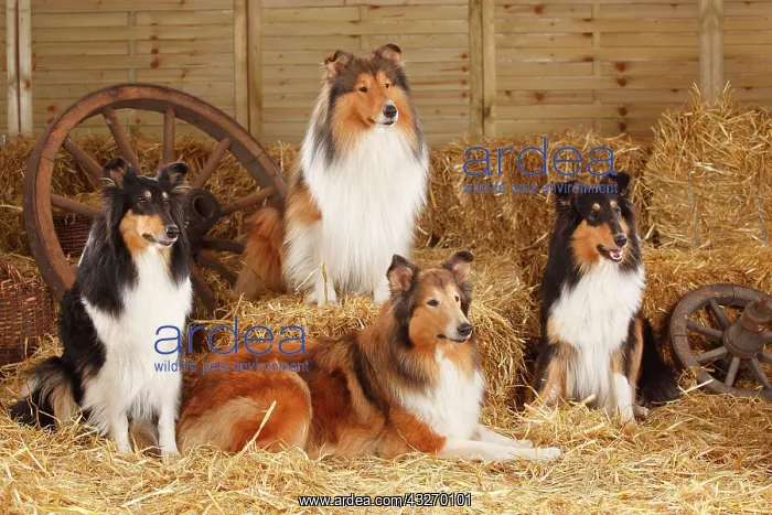 : Four Scottish Shepherds sitting in the straw : Four Scottish Shepherds sitting in the straw