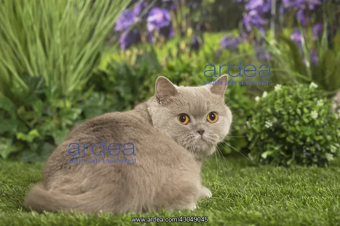  : Scottish Straight Cat