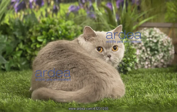  : Scottish Straight Cat